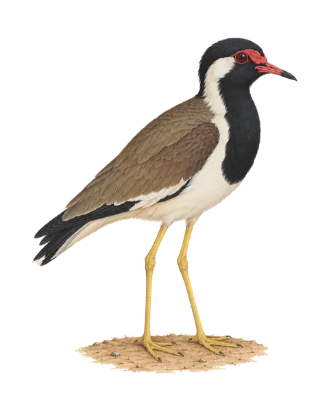 Red-wattled Lapwing on dry earth, after the Company School.